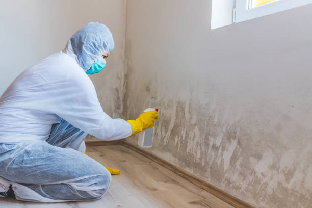 Best Mold Odor Removal Services  in Burton, MI