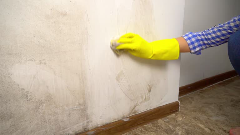 Best Mold Remediation for Rental Properties  in Burton, MI