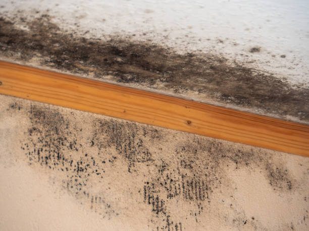 Best Basement Mold Removal  in Burton, MI