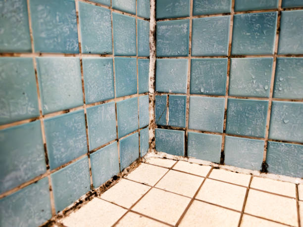 Best Crawl Space Mold Remediation  in Burton, MI