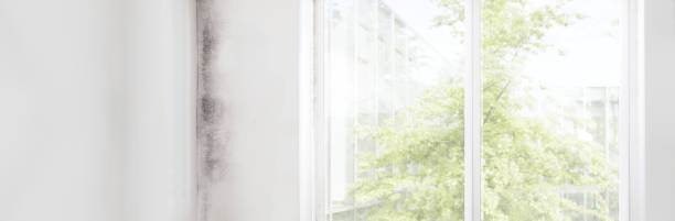 Best Mold Damage Restoration  in Burton, MI