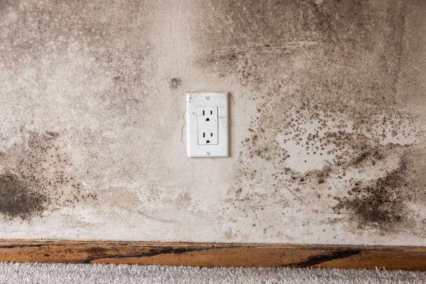 Mold Odor Removal Services in Burton, MI