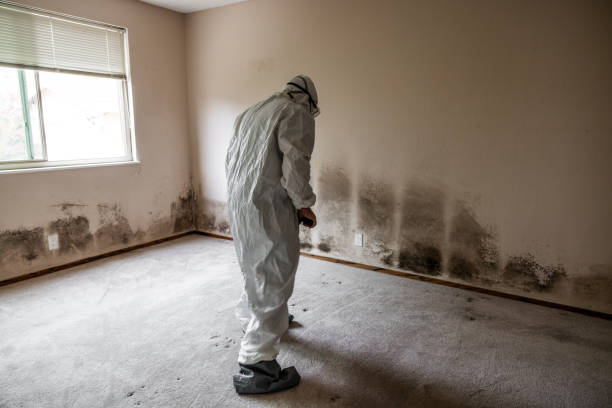 Best Asbestos and Lead Testing During Mold Inspection  in Burton, MI